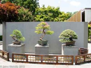 Bonsai