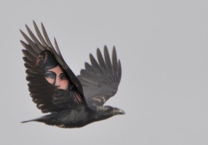 raven (2)
